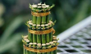 竹子种植方法 富贵竹怎么种植